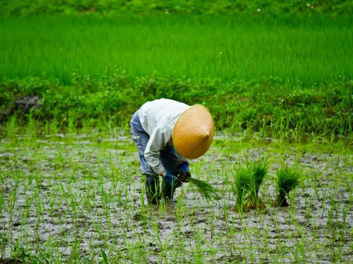 Rice planting, pepper picking, persimmon picking, and rice harvesting experience