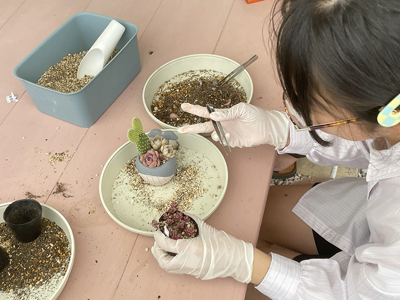 Experience planting succulents