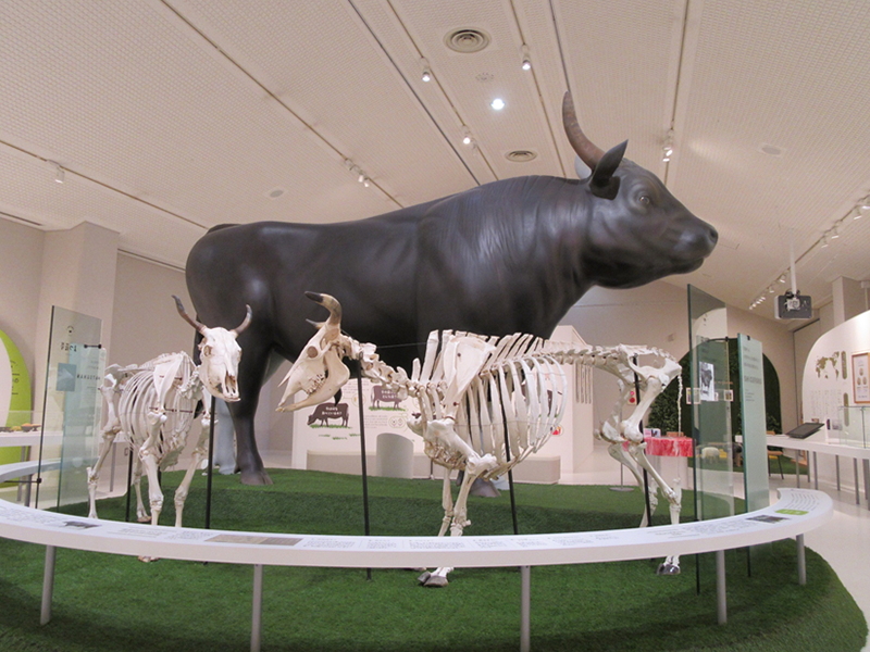 birthplace of Wagyu Beef