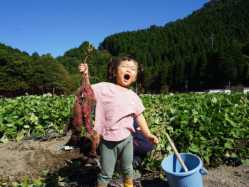 harvesting vegetables