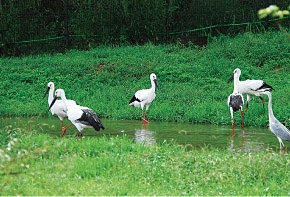 Hyogo park of the oriental
White stork