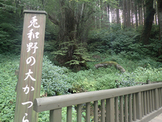 Uwano giant Japanese Judas tree